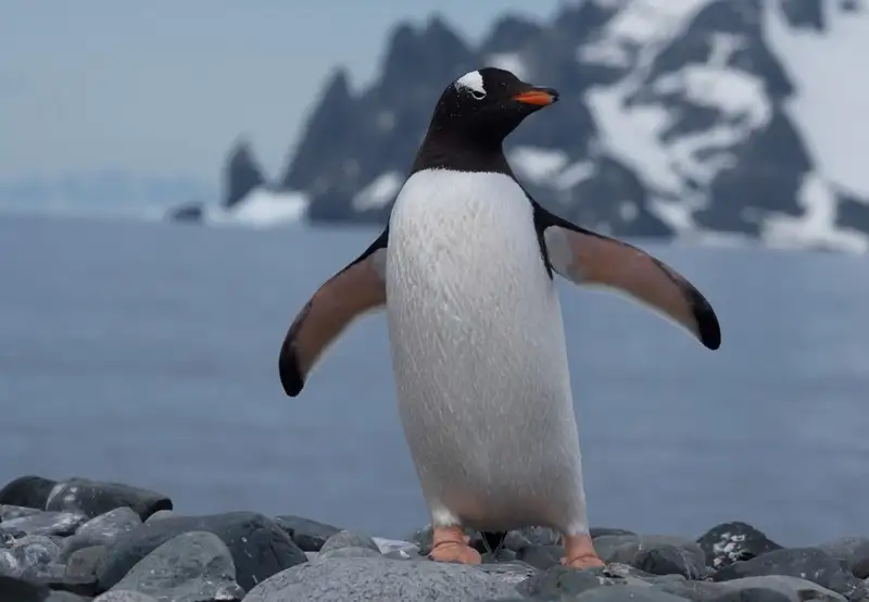 Penguins