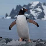 Gentoo penguin
