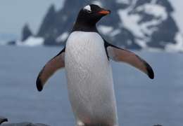 IgluCruise.Application.ViewModels.Shared.WebImageViewModel?.Description