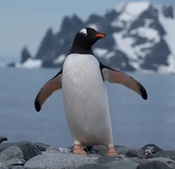 Image related to Penguins