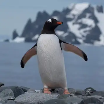 Image related to Penguins