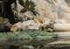 Wildlife