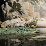 Image related to Wildlife