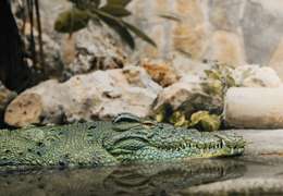 IgluCruise.Application.ViewModels.Shared.WebImageViewModel?.Description