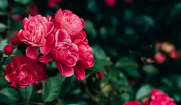 Image related to Botanic Gardens