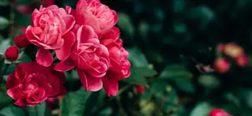 Image related to Botanic Gardens