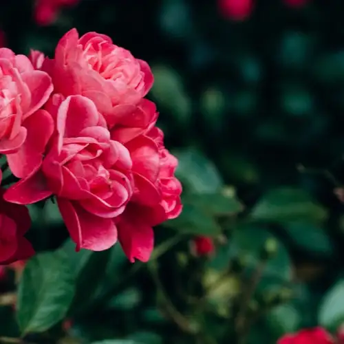 Image related to Botanic Gardens