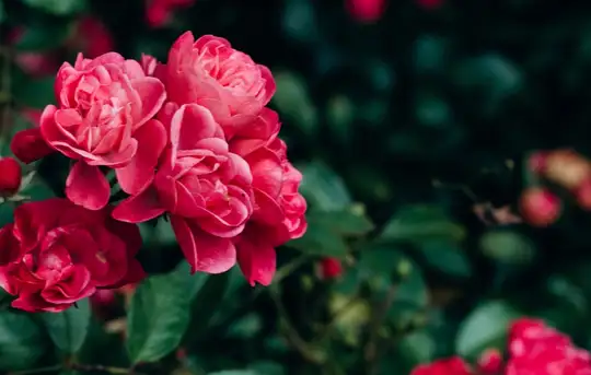 Image related to Botanic Gardens