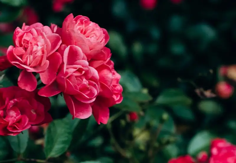 Image related to Botanic Gardens