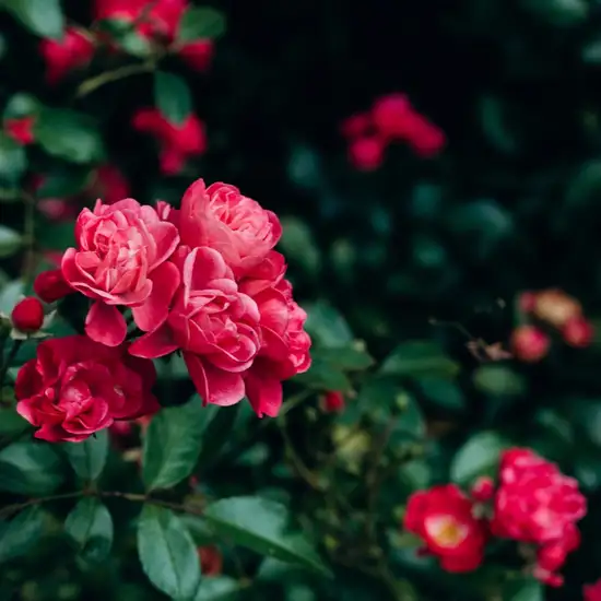 Image related to Botanic Gardens