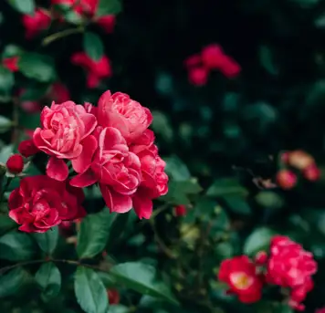 Image related to Botanic Gardens