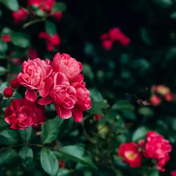 Image related to Botanic Gardens