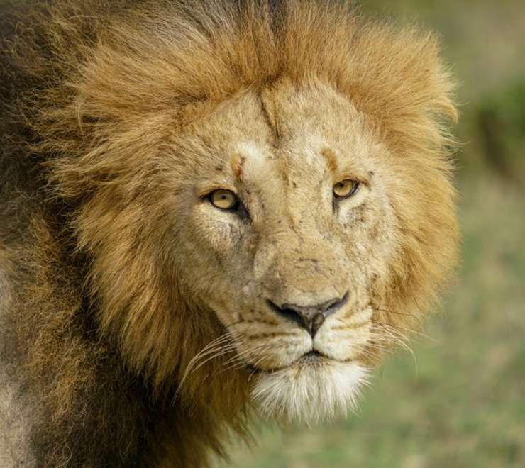 ‘Big Five’ Wildlife Safari