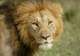 ‘Big Five’ Wildlife Safari