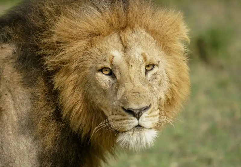 ‘Big Five’ Wildlife Safari