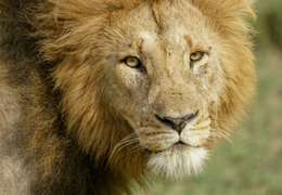 IgluCruise.Application.ViewModels.Shared.WebImageViewModel?.Description