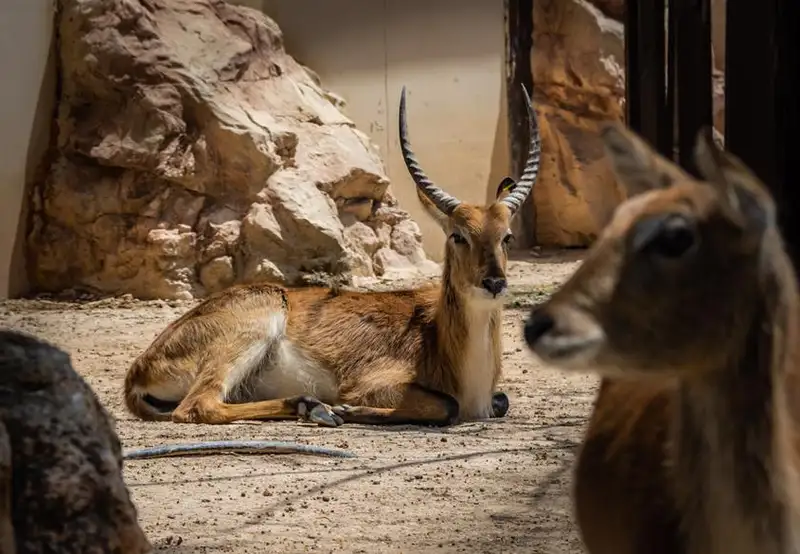 Limassol Zoo South Cyprus