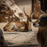 Limassol Zoo South Cyprus