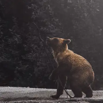 Image related to Wildlife Watching