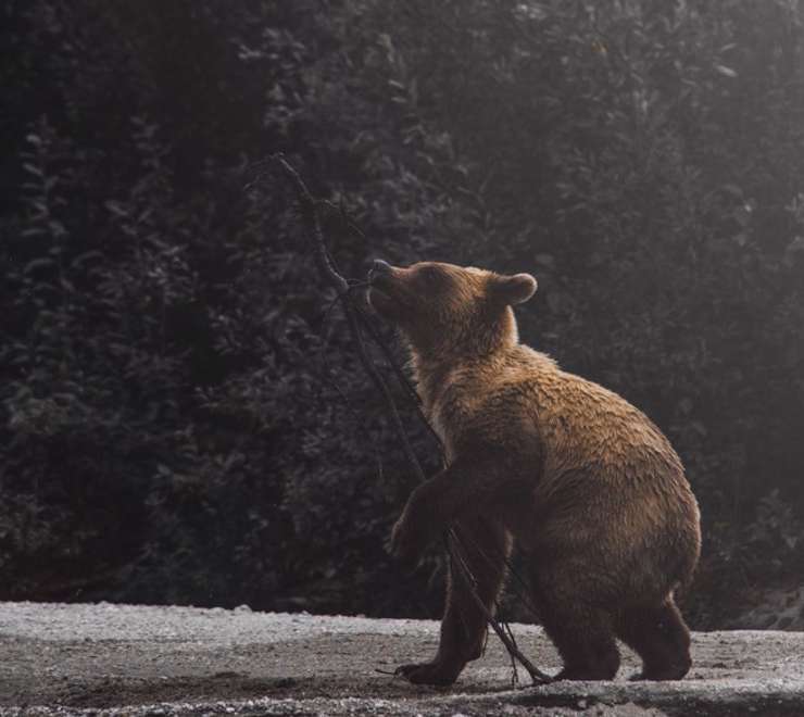 Wildlife Watching