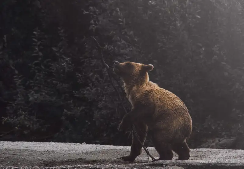 Wildlife Watching