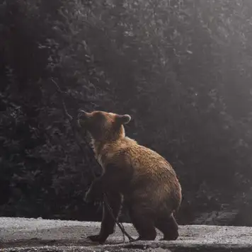 Image related to Image related to Wildlife Watching