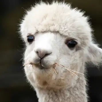 Image related to Shamarra Alpacas Farm