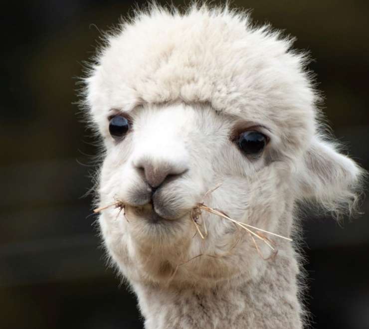 Shamarra Alpacas Farm