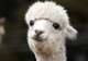 Shamarra Alpacas Farm
