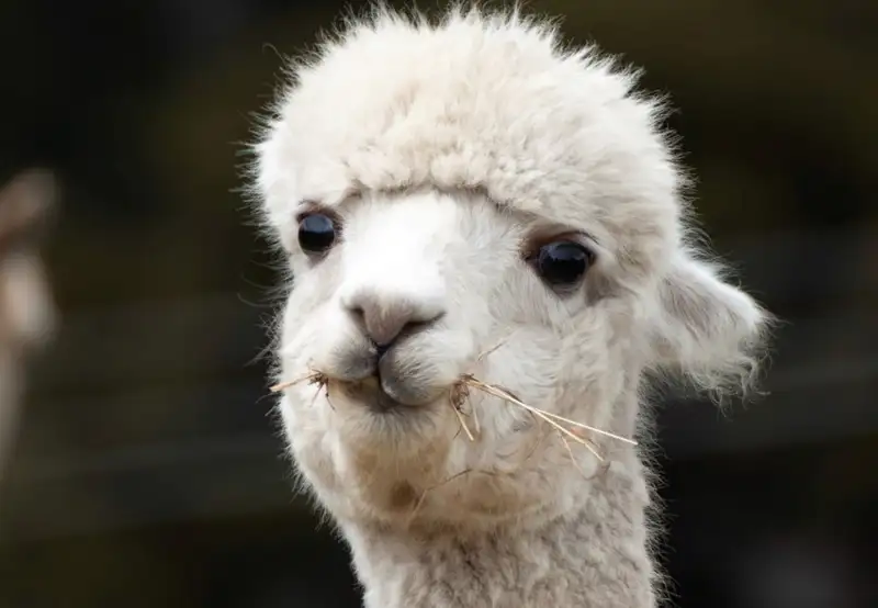 Shamarra Alpacas Farm