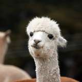 Image related to Shamarra Alpacas Farm