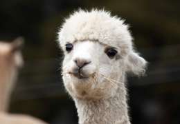 IgluCruise.Application.ViewModels.Shared.WebImageViewModel?.Description