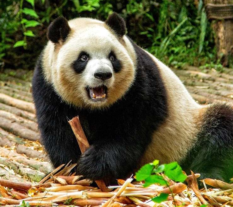 Giant Panda