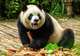 Giant Panda