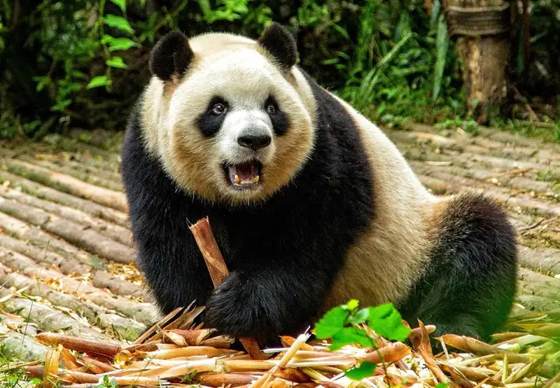 Giant Panda