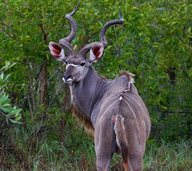 Big Game Viewing Walk