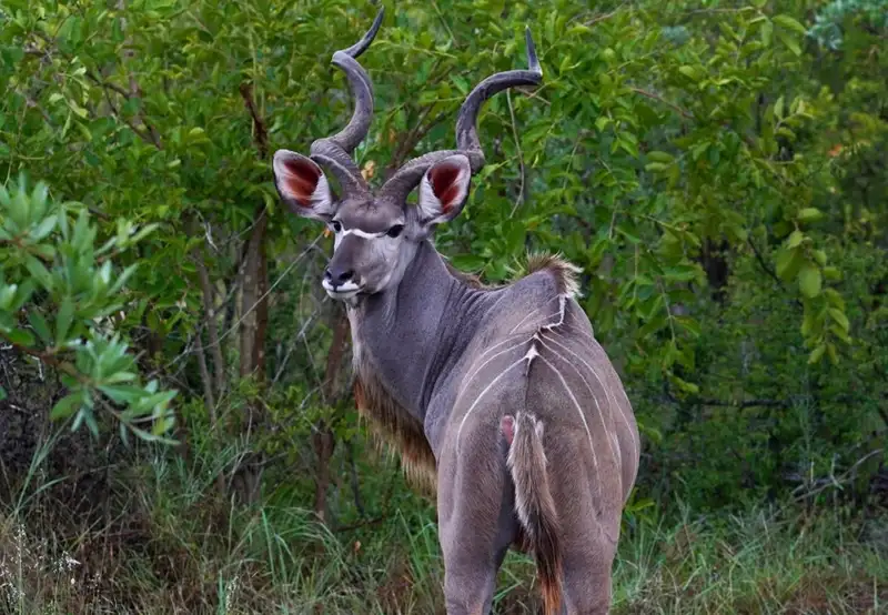 Big Game Viewing Walk