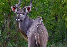 IgluCruise.Application.ViewModels.Shared.WebImageViewModel?.Description