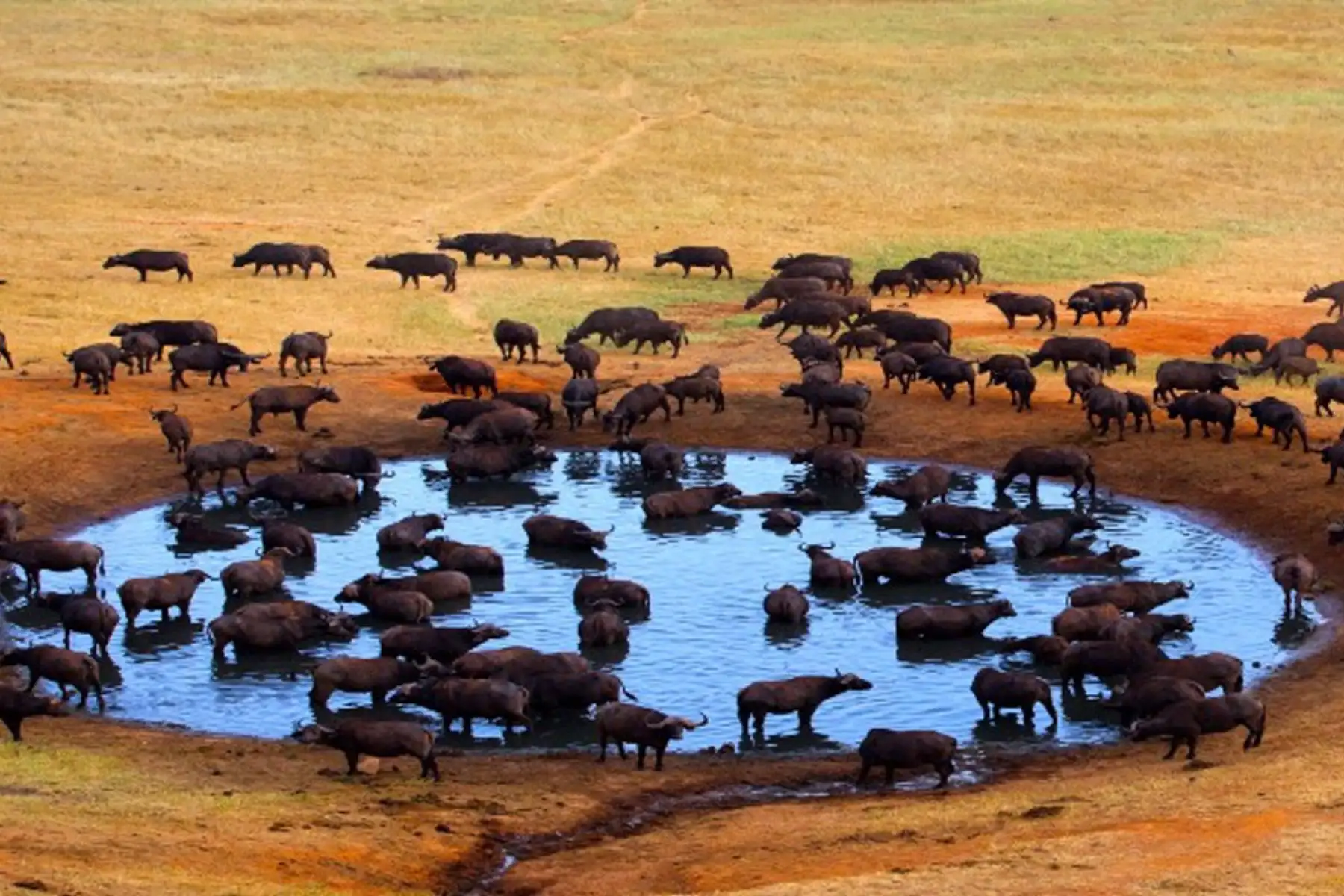 Image related to Africa Cruise Deals