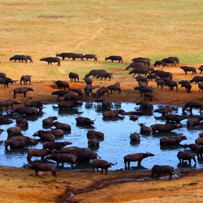 Cruise holiday campaign