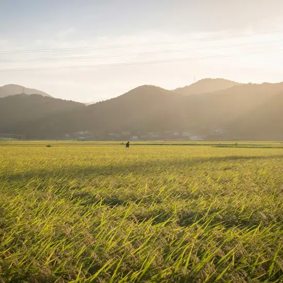 Tokushima