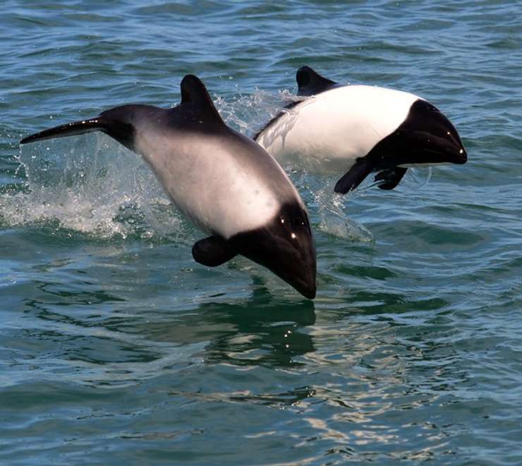 Commerson’s Dolphins