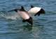 Commerson’s Dolphins