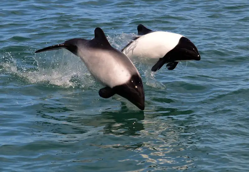 Commerson’s Dolphins