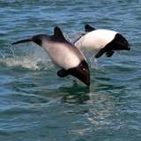 Image related to Commerson’s Dolphins