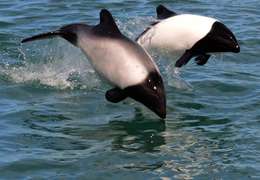 IgluCruise.Application.ViewModels.Shared.WebImageViewModel?.Description