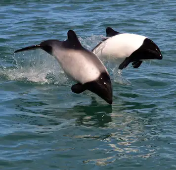 Commerson’s Dolphins