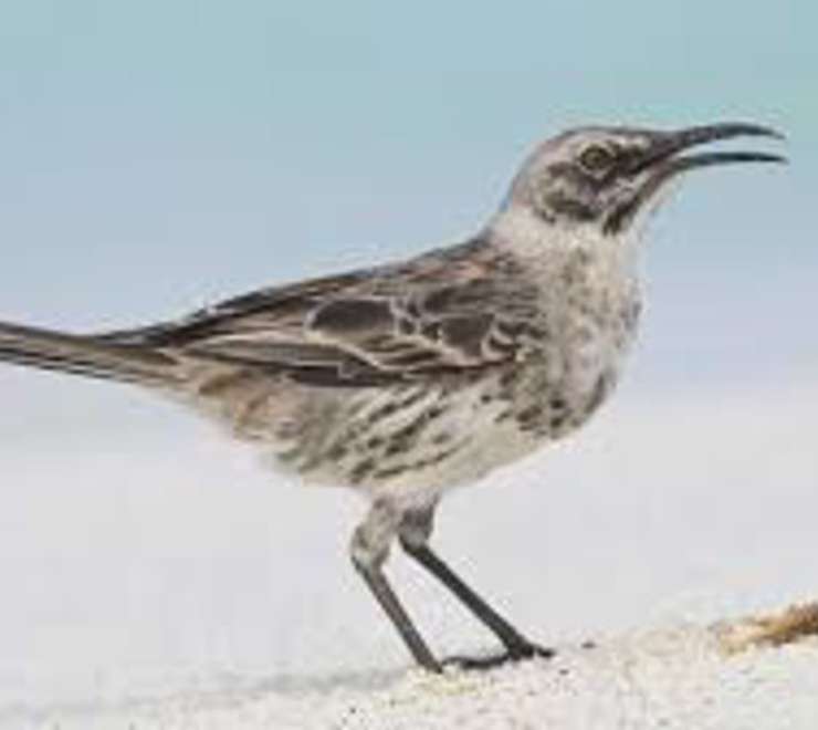 Spot a Mockingbird
