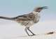 Spot a Mockingbird