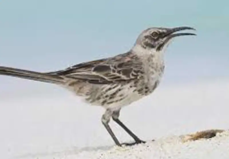 Spot a Mockingbird
